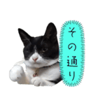 肯定！ポジティブ応援猫エレが元気づける！（個別スタンプ：24）