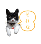 肯定！ポジティブ応援猫エレが元気づける！（個別スタンプ：25）