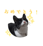 肯定！ポジティブ応援猫エレが元気づける！（個別スタンプ：26）