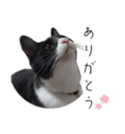 肯定！ポジティブ応援猫エレが元気づける！（個別スタンプ：28）
