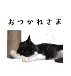 肯定！ポジティブ応援猫エレが元気づける！（個別スタンプ：30）