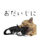 肯定！ポジティブ応援猫エレが元気づける！（個別スタンプ：31）