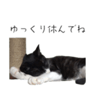 肯定！ポジティブ応援猫エレが元気づける！（個別スタンプ：32）
