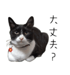 肯定！ポジティブ応援猫エレが元気づける！（個別スタンプ：34）