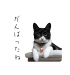 肯定！ポジティブ応援猫エレが元気づける！（個別スタンプ：35）