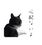 肯定！ポジティブ応援猫エレが元気づける！（個別スタンプ：36）