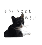 肯定！ポジティブ応援猫エレが元気づける！（個別スタンプ：37）