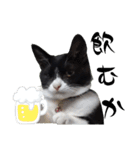 肯定！ポジティブ応援猫エレが元気づける！（個別スタンプ：40）