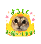 まめ猫シンガプーラ＆ハル（個別スタンプ：1）