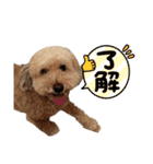 まめ猫シンガプーラ＆ハル（個別スタンプ：7）