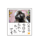 日常で使える ふぅちゃんver（個別スタンプ：5）