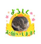 日常で使える ふぅちゃんver（個別スタンプ：7）