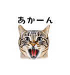 猫がいっぱいシンプルスタンプ（個別スタンプ：2）