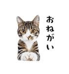 猫がいっぱいシンプルスタンプ（個別スタンプ：5）