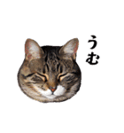 猫がいっぱいシンプルスタンプ（個別スタンプ：6）