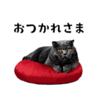 猫がいっぱいシンプルスタンプ（個別スタンプ：7）