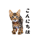 猫がいっぱいシンプルスタンプ（個別スタンプ：9）