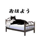 猫がいっぱいシンプルスタンプ（個別スタンプ：10）