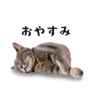 猫がいっぱいシンプルスタンプ（個別スタンプ：11）