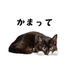 猫がいっぱいシンプルスタンプ（個別スタンプ：12）