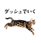 猫がいっぱいシンプルスタンプ（個別スタンプ：15）