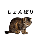 猫がいっぱいシンプルスタンプ（個別スタンプ：18）