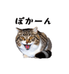 猫がいっぱいシンプルスタンプ（個別スタンプ：22）