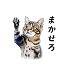 猫がいっぱいシンプルスタンプ（個別スタンプ：23）