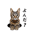 猫がいっぱいシンプルスタンプ（個別スタンプ：28）