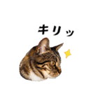 猫がいっぱいシンプルスタンプ（個別スタンプ：33）