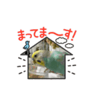 鳥ですけど？（個別スタンプ：11）