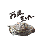 淡水魚のキモチ（個別スタンプ：1）
