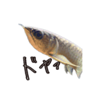 淡水魚のキモチ（個別スタンプ：3）