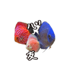 淡水魚のキモチ（個別スタンプ：5）
