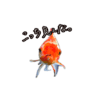 淡水魚のキモチ（個別スタンプ：6）