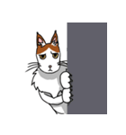 ブサかわメインクーンのトム（個別スタンプ：12）