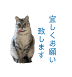 シジミ坊っちゃん＆アサリ嬢（個別スタンプ：1）