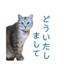 シジミ坊っちゃん＆アサリ嬢（個別スタンプ：3）