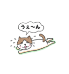 ハチワレねこさんズ（個別スタンプ：12）