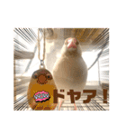 文鳥とオカメインコ(文字大きめver)（個別スタンプ：13）