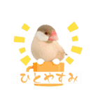 文鳥とオカメインコ(文字大きめver)（個別スタンプ：15）