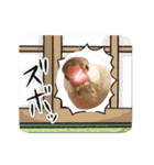 文鳥とオカメインコ(文字大きめver)（個別スタンプ：17）