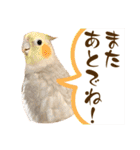 文鳥とオカメインコ(文字大きめver)（個別スタンプ：26）