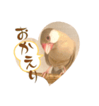 文鳥とオカメインコ(文字大きめver)（個別スタンプ：27）