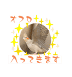 文鳥とオカメインコ(文字大きめver)（個別スタンプ：34）