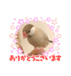 文鳥とオカメインコ(文字大きめver)（個別スタンプ：35）