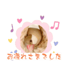 文鳥とオカメインコ(文字大きめver)（個別スタンプ：39）