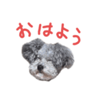 アネラだよ（個別スタンプ：1）