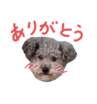アネラだよ（個別スタンプ：3）