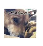 ゴン太マンの日常 Part4（個別スタンプ：6）